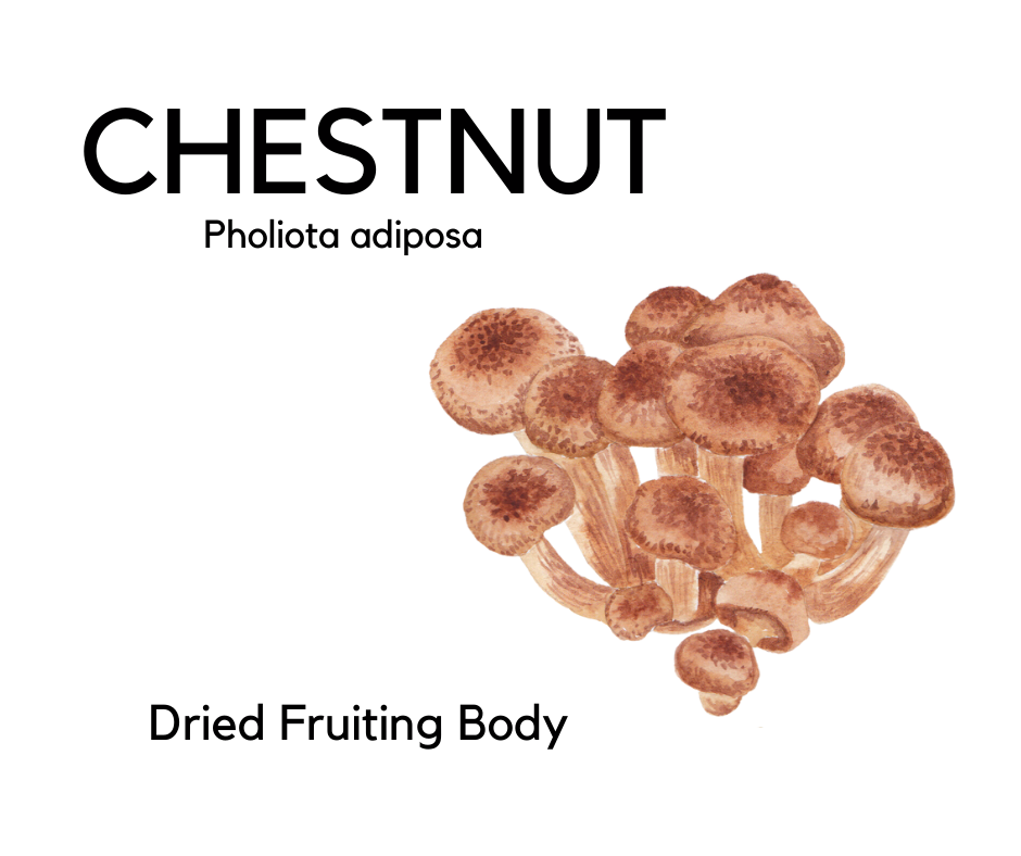 Chestnut Mushrooms Dried Fruiting Body .5oz