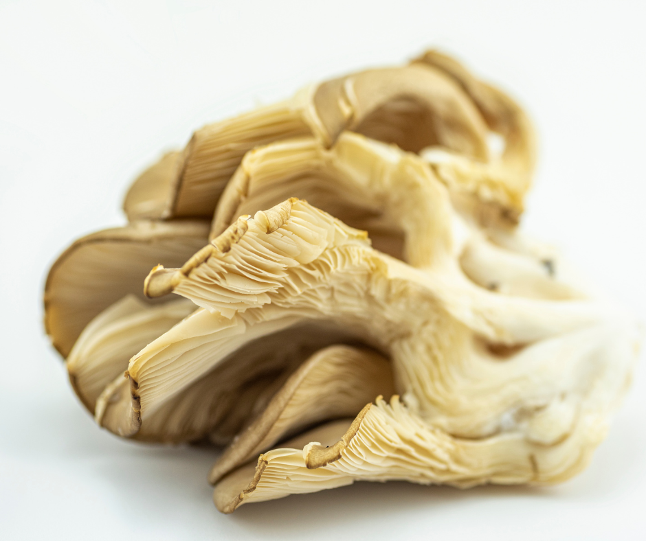 Pearl Oyster Mushrooms Fruiting Body .5oz